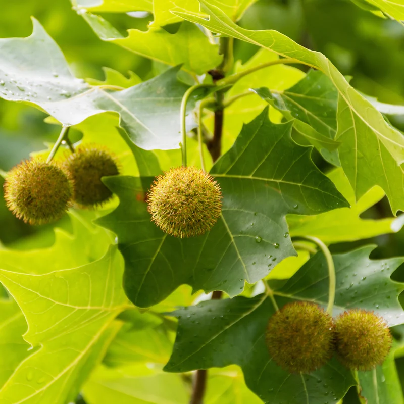 Platane à feuilles d’érable ‘Exclamation’ ( Platanus × acerifolia ‘Exclamation’)