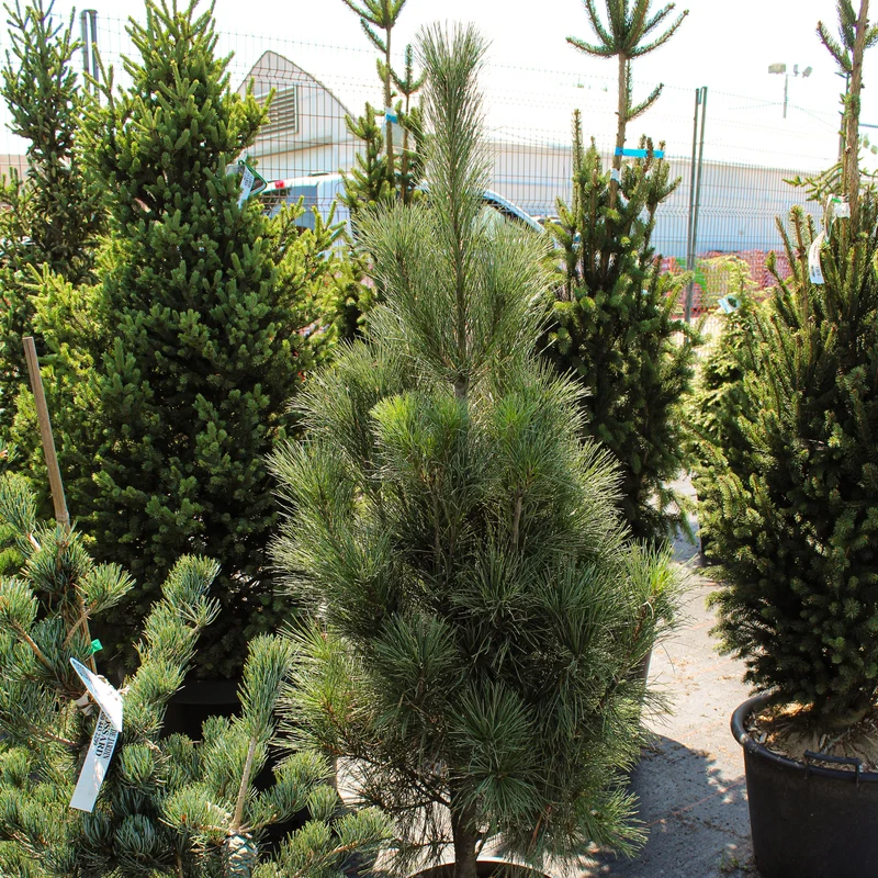 Pin blanc de l’Est ‘Stowe Pillar’ ( Pinus strobus ‘Stowe Pillar’)