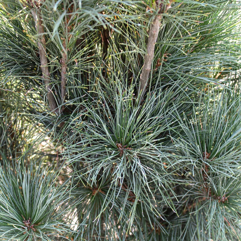 Pin blanc de l’Est ‘Stowe Pillar’ ( Pinus strobus ‘Stowe Pillar’)