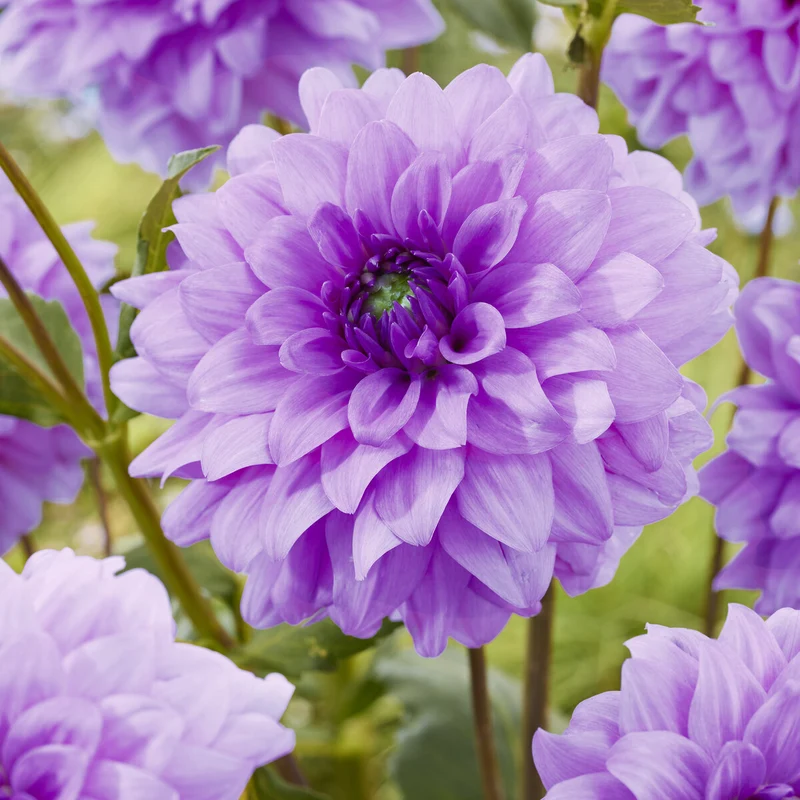 3 Dahlias décoratifs Blue Boy