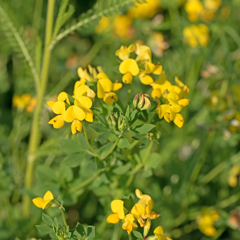 Lotier corniculé