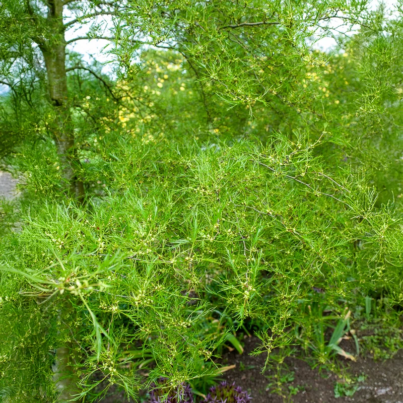 Aulne glutineux Imperialis