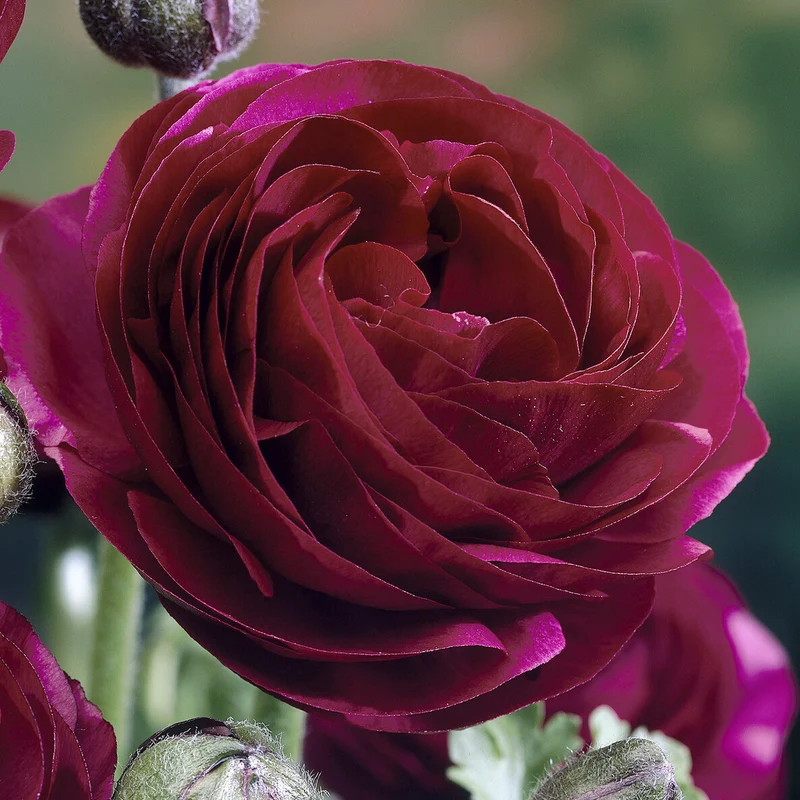 10 Renoncules Pauline Violet