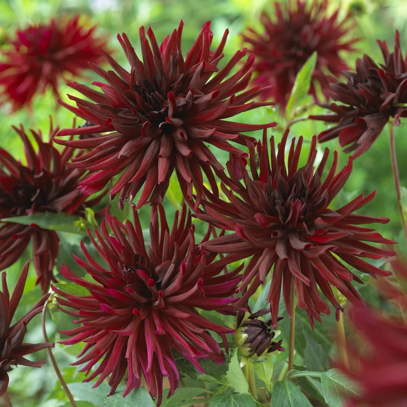 3 Dahlias cactus Black Narcissus