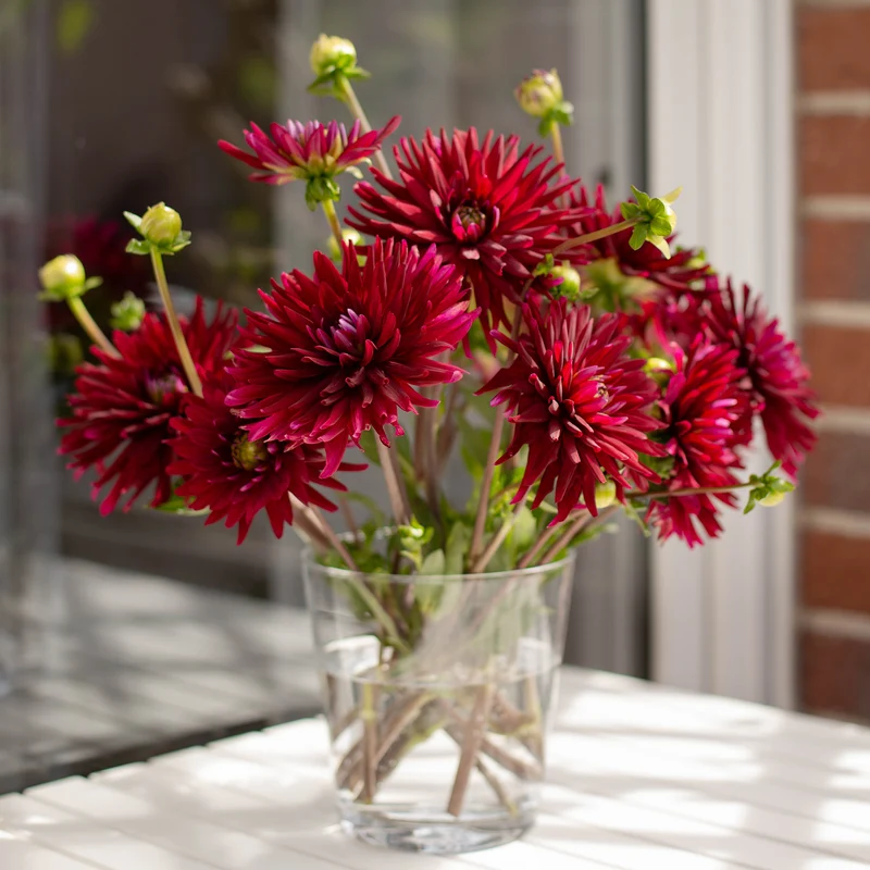 3 Dahlias cactus Black Narcissus