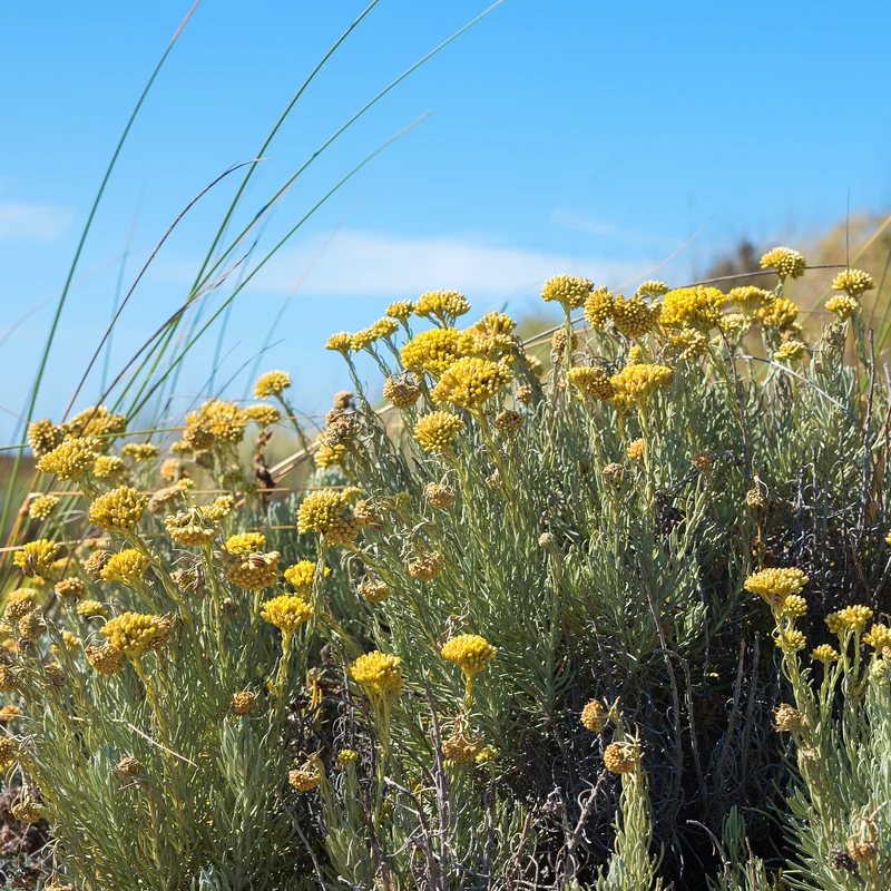 Herbe à curry - Immortelle des dunes