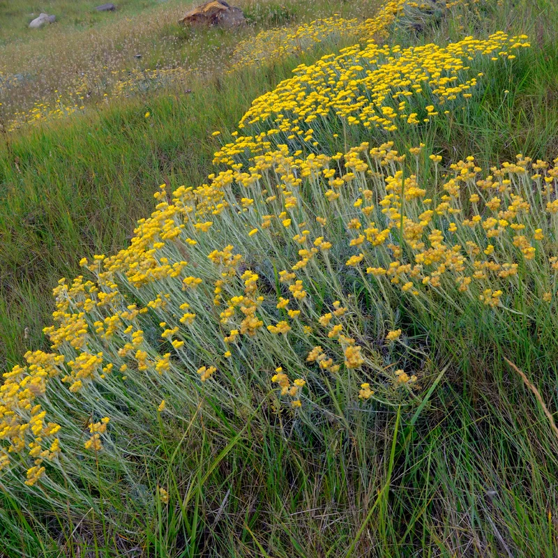 Herbe à curry - Immortelle des dunes
