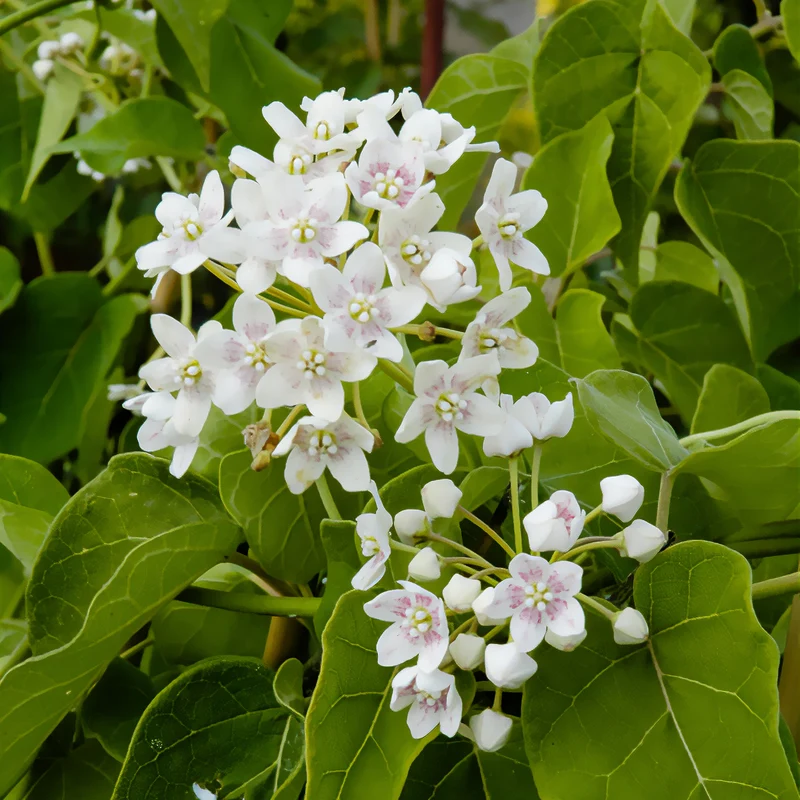 Wattakaka sinensis - Drégée de Chine