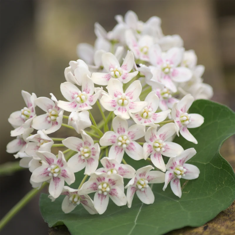 Wattakaka sinensis - Drégée de Chine