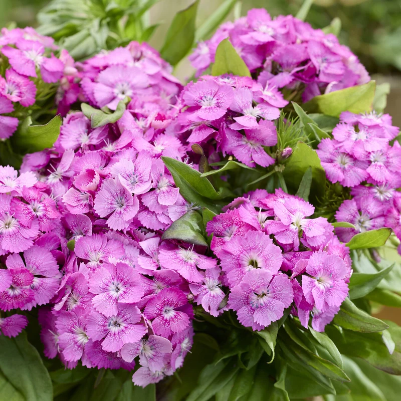 Œillet de poète Barbarini Pink