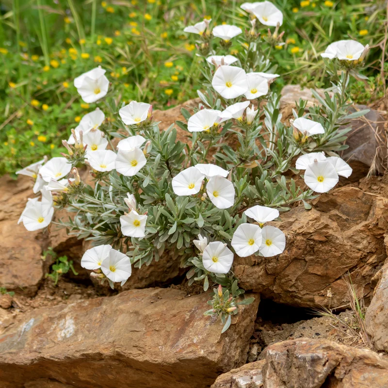 Liseron de Mauritanie Blanc