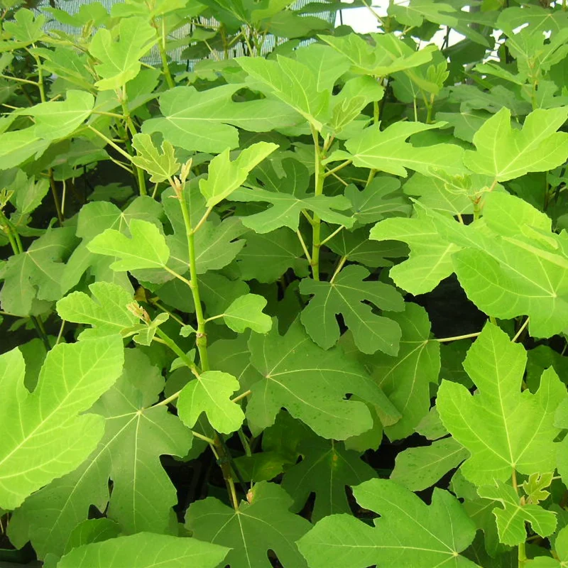 Figuier Goutte d'Or
