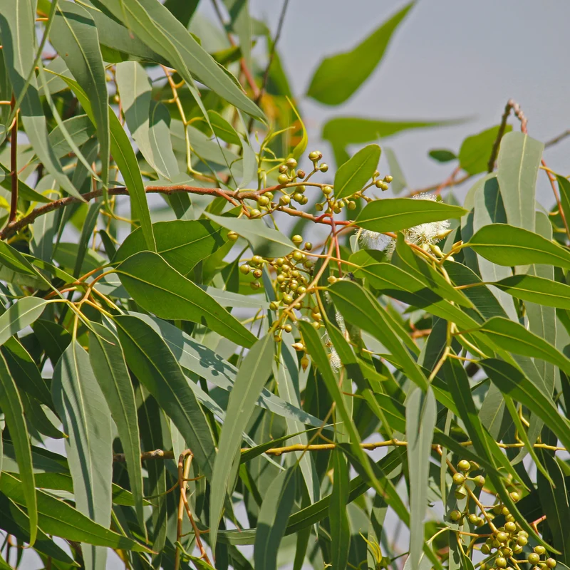 Eucalyptus citronné