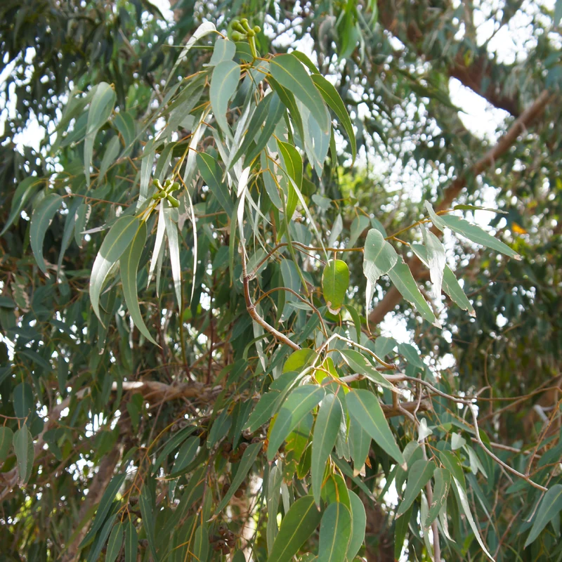 Eucalyptus citronné