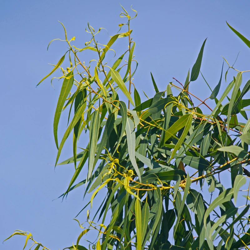 Eucalyptus citronné