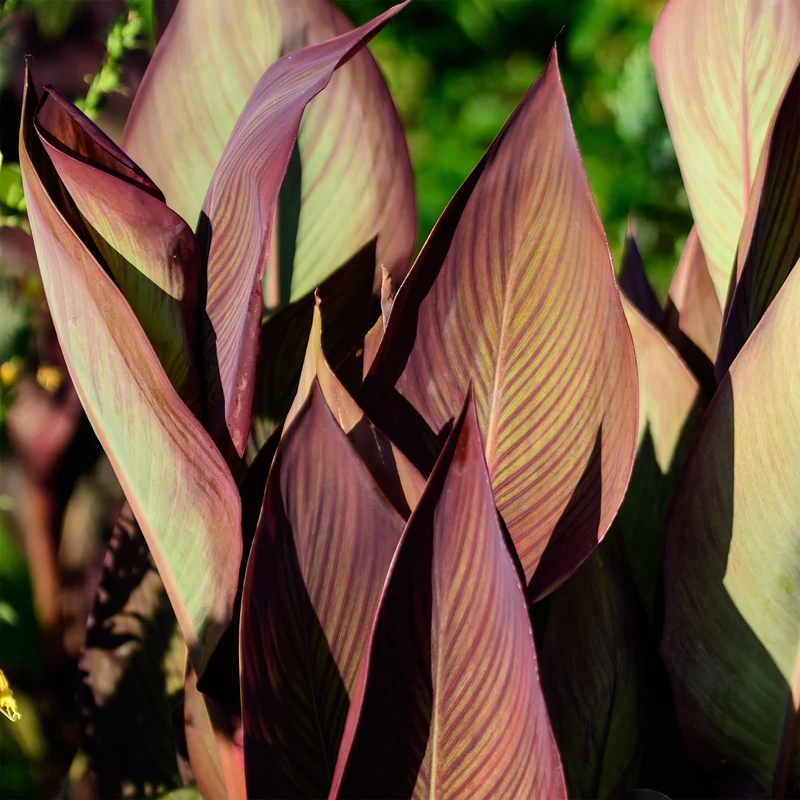 Canna Angélique