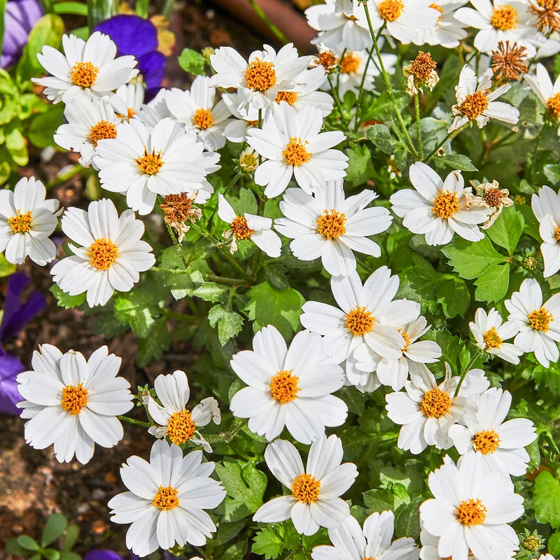 Bidens White Delight