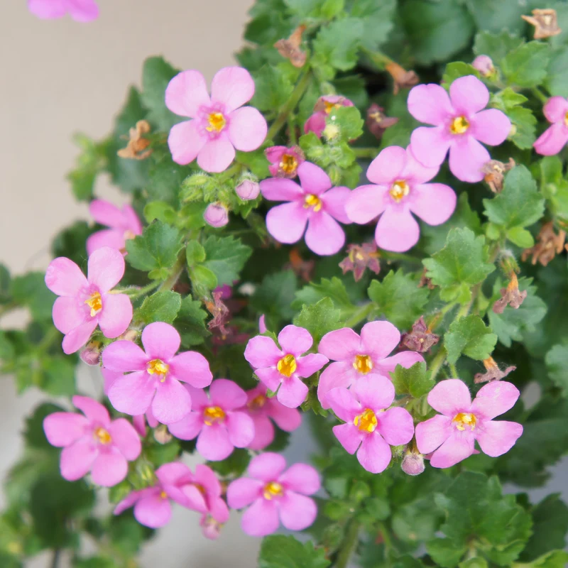 Bacopa rose