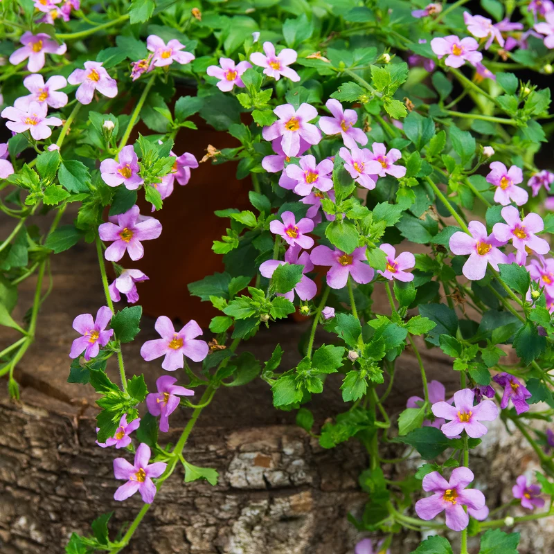 Bacopa rose