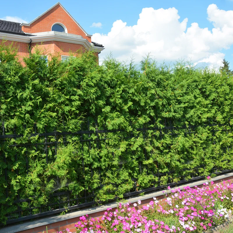 Thuja d'occident Brabant
