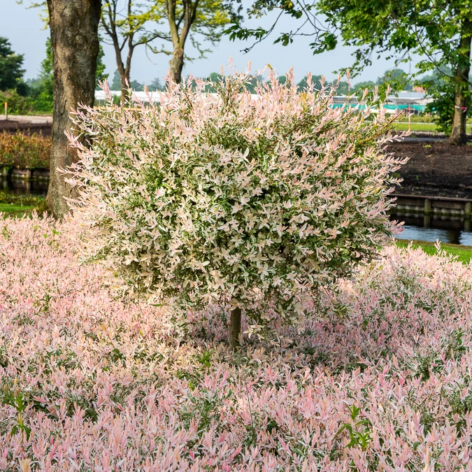 Saule crevette sur tige Flamingo