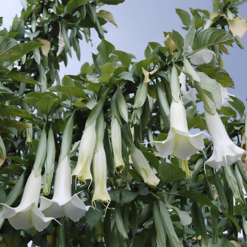 Brugmansia blanc