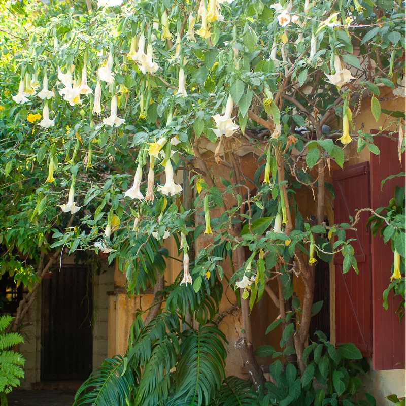 Brugmansia blanc