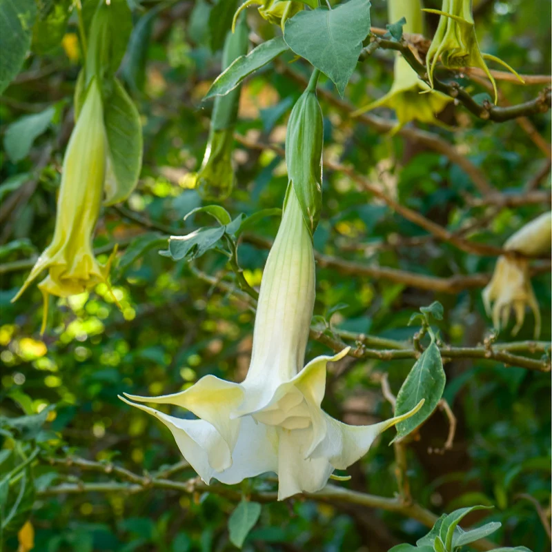 Brugmansia blanc