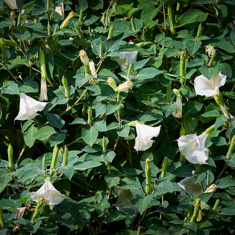 Brugmansia blanc