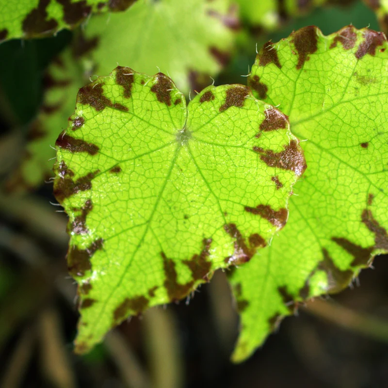 Bégonia Beleaf Lima Love