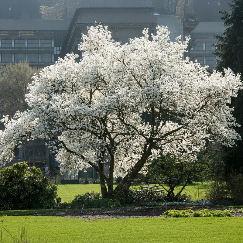 Magnolia de Kobé