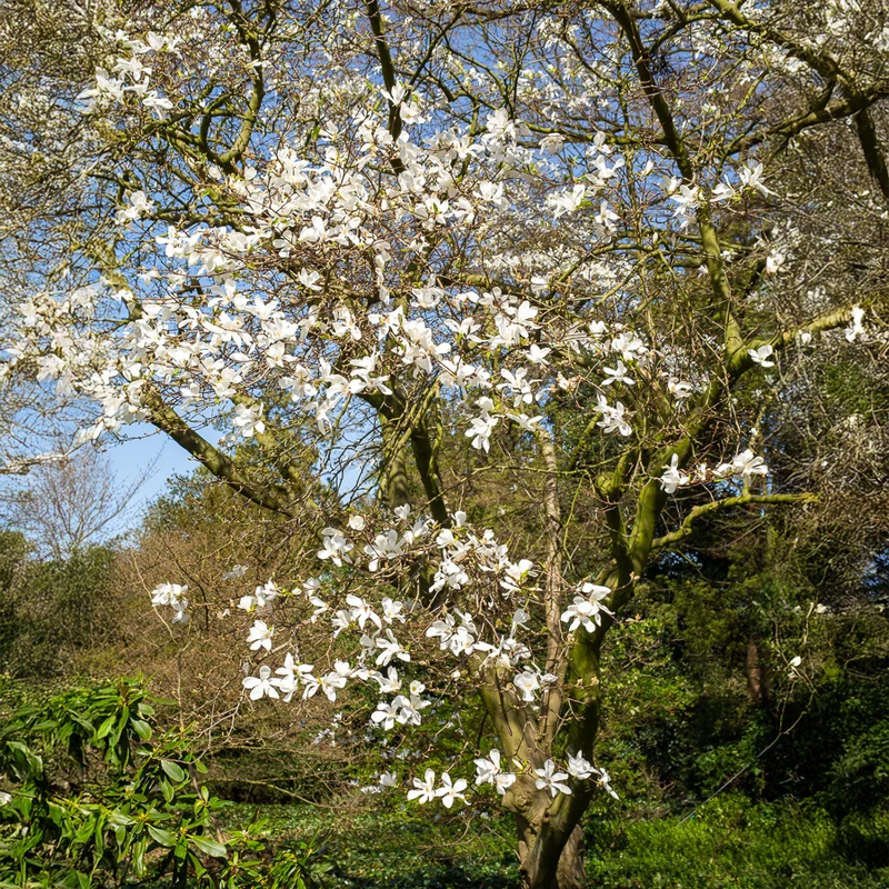 Magnolia de Kobé