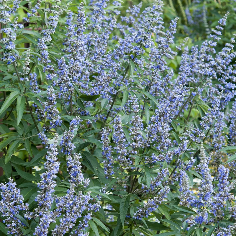 Gattilier à grandes feuilles