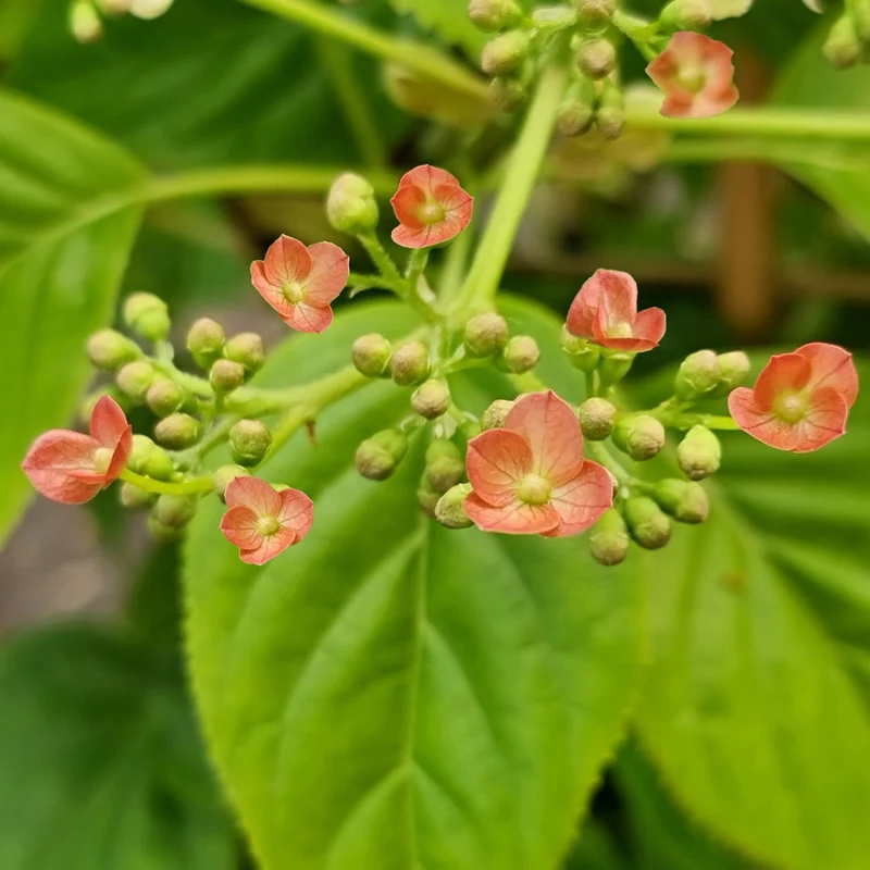 Hortensia grimpant Crug Coral
