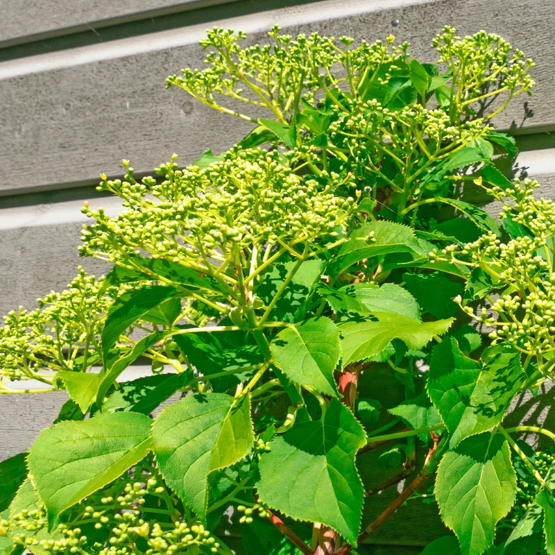 Hortensia grimpant Crug Coral