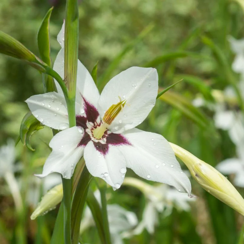 30 Glaïeuls d'Abyssinie