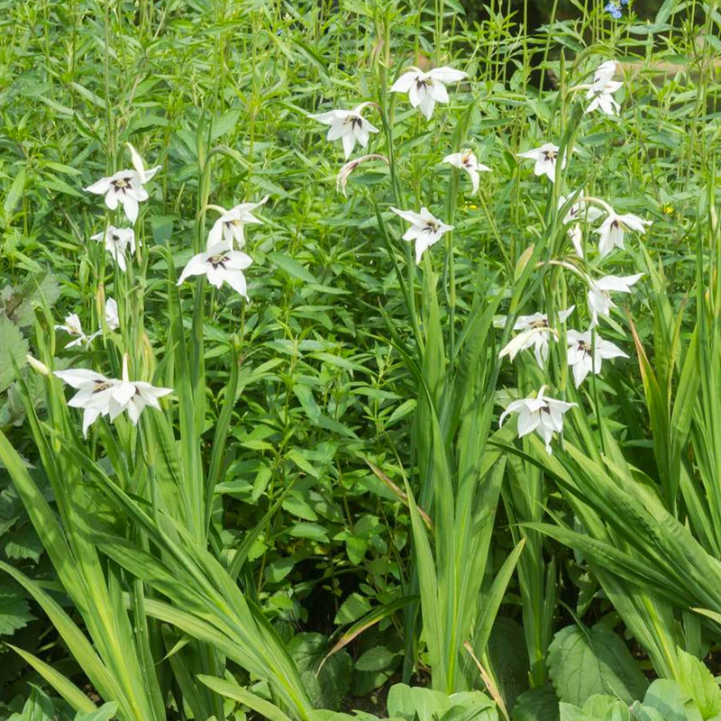 30 Glaïeuls d'Abyssinie