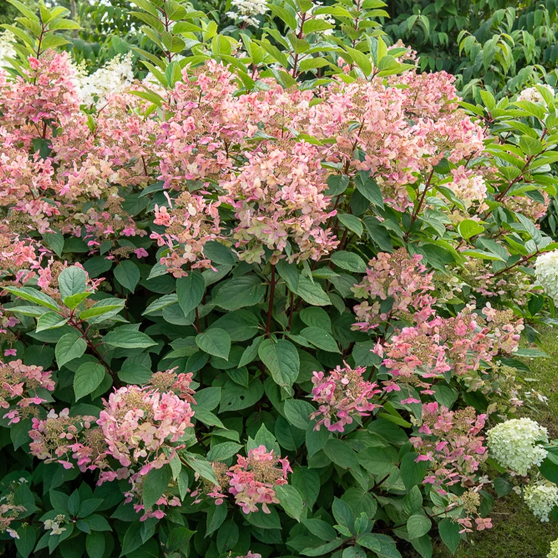 Hortensia paniculé Wims Red