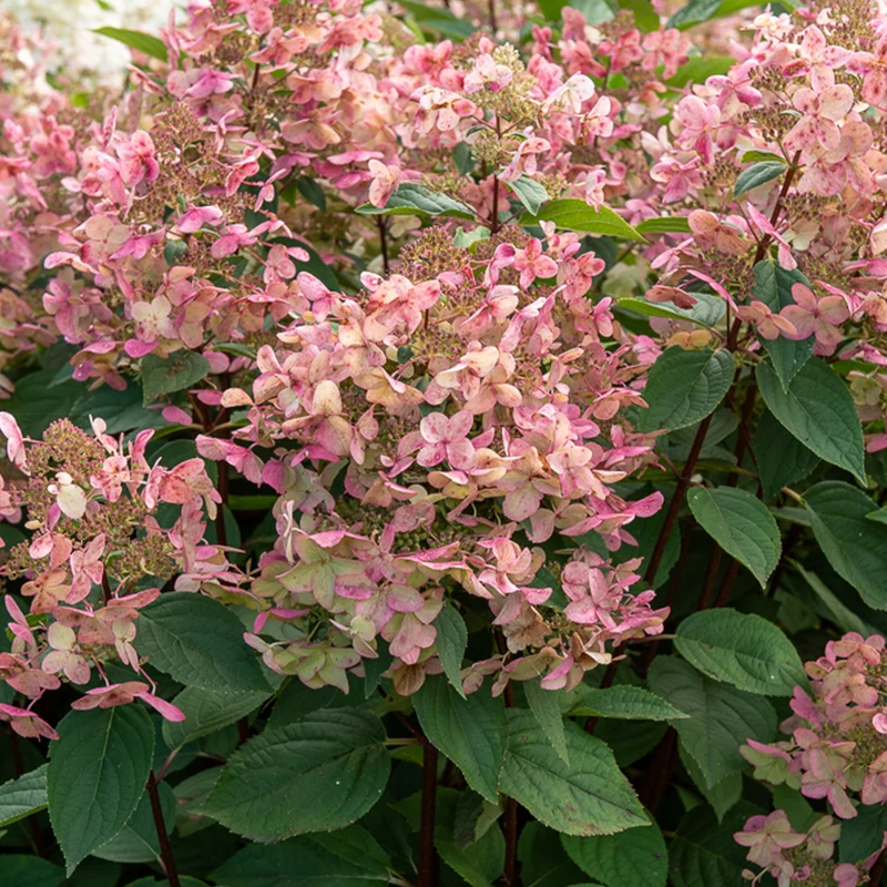 Hortensia paniculé Wims Red