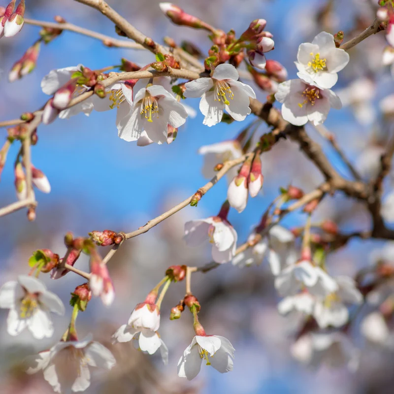Cerisier à fleur du Japon Kojo-No-Mai