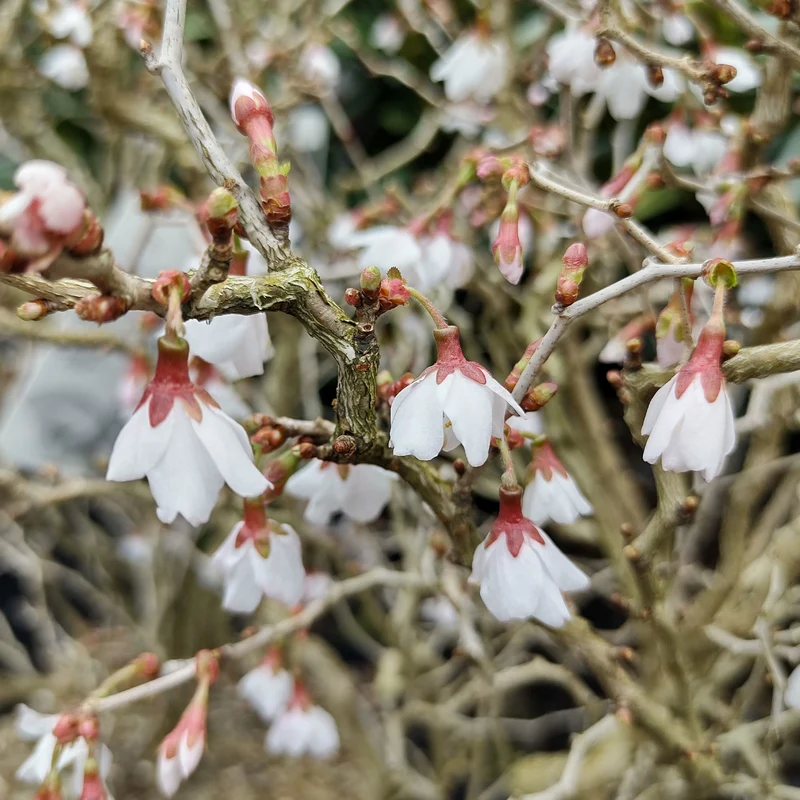 Cerisier à fleur du Japon Kojo-No-Mai