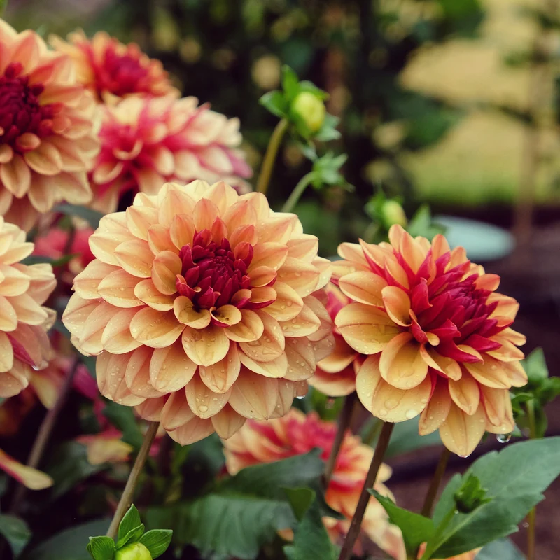 Dahlia Crème de Cognac