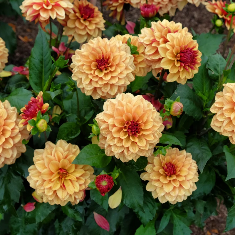Dahlia Crème de Cognac