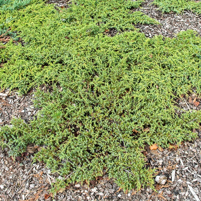 Genévrier commun Green Carpet