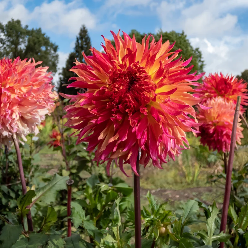 Dahlia Fubuki Myrtle's Folly