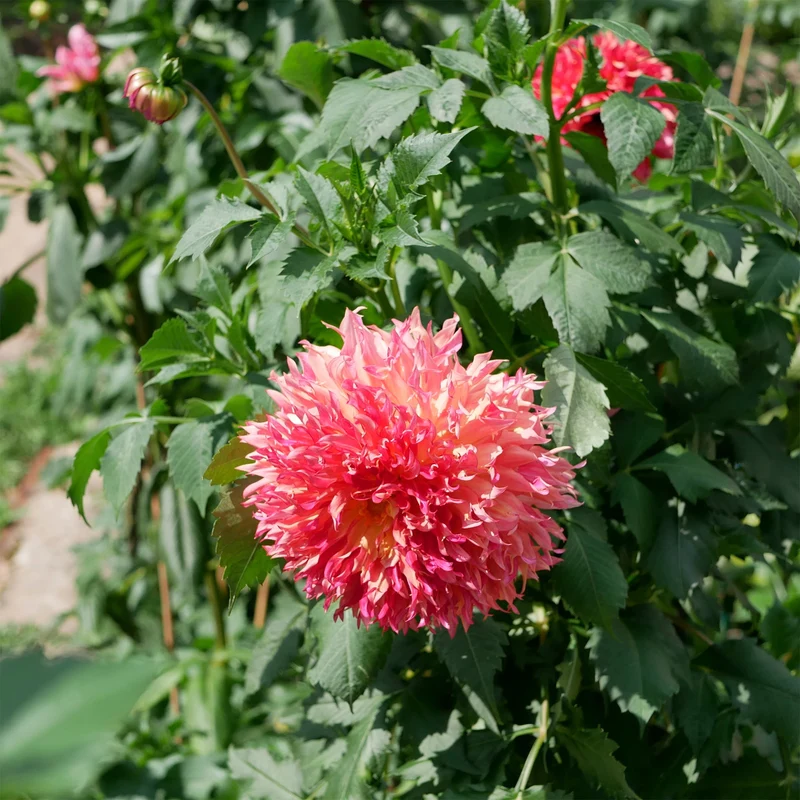 Dahlia Fubuki Myrtle's Folly