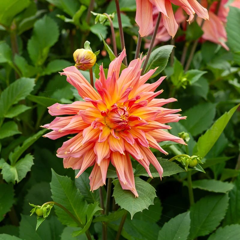 Dahlia cactus Omega