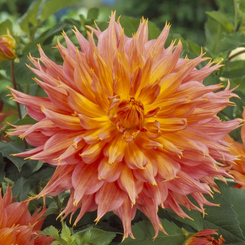 Dahlia cactus Omega