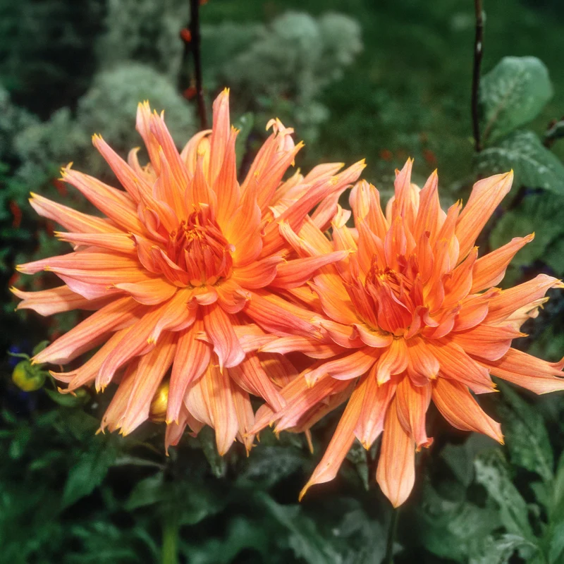 Dahlia cactus Omega