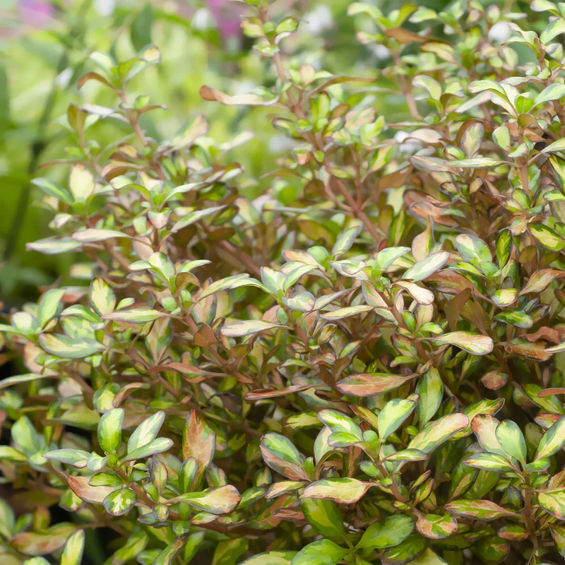 Coprosma Evening Glow